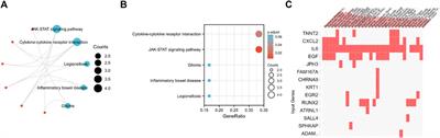 Identifying hub genes, key pathways and key immune-related genes in Peyronie’s disease by integrated bioinformatic analysis